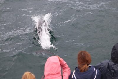 Whale Watching and Northern Lights Half-Day Combo Tour - Whale watching in daylight: what you’re actually looking for