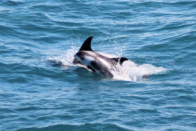 Whale Watching and Northern Lights Half-Day Combo Tour - Northern lights spotting: warmth, timing, and the reality of green light