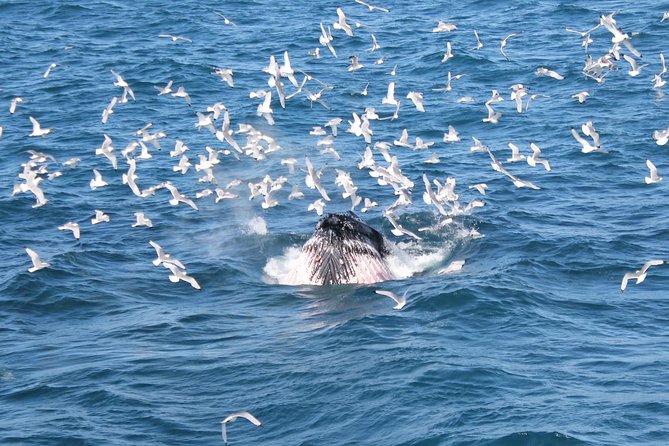 Whale Watching and Northern Lights Half-Day Combo Tour - Comfort and onboard extras that actually improve your odds