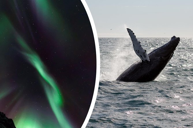 Whale Watching and Northern Lights Half-Day Combo Tour - Price and value: what you pay for at $176