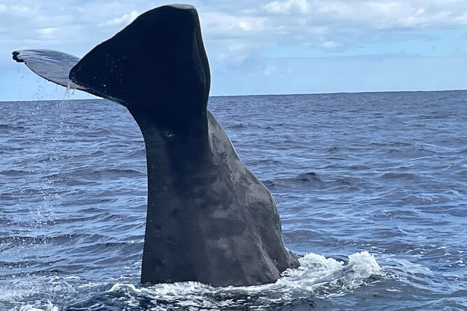 Whale Watching and Private Ocean Safari Experience in Mauritius - Key Things I’d Put on Your Radar