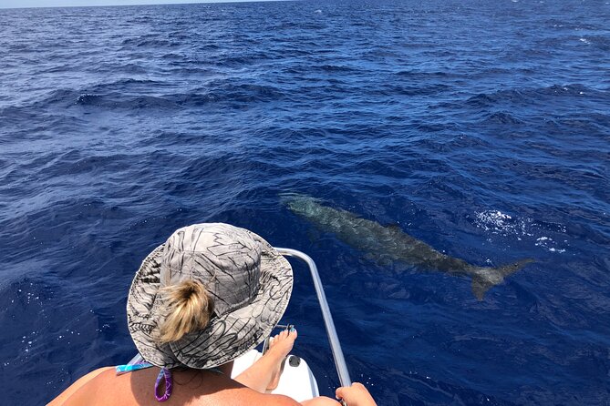 Whale Watching and Private Ocean Safari Experience in Mauritius - Comfort, Safety, and Sustainability (The Stuff You Feel, Not Just Read)