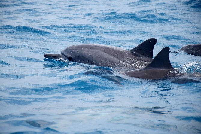 Whale watching and snorkelling in Moorea - What you might see: humpbacks, calves, and the bonus marine sightings