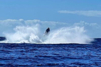 Whale watching and snorkelling in Moorea - Snorkeling in the open ocean: what you’re really signing up for