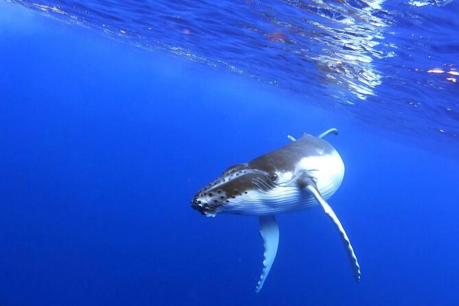Whale watching and snorkelling in Moorea - Group size, included gear, and the value of $230.78