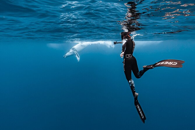 Whale watching and snorkelling in Moorea - Practical tips that make or break your day