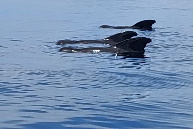 Whale watching and snorkelling in Moorea - Weather matters: when snorkeling is limited and when it’s still worth it