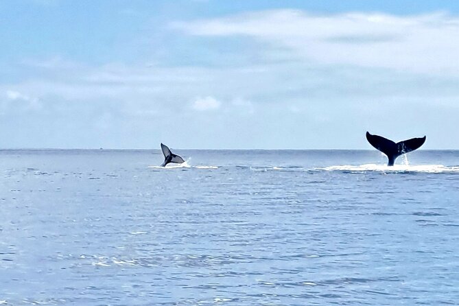 Whale watching and snorkelling in Moorea - Should you book Lagoon Vibes in Moorea?