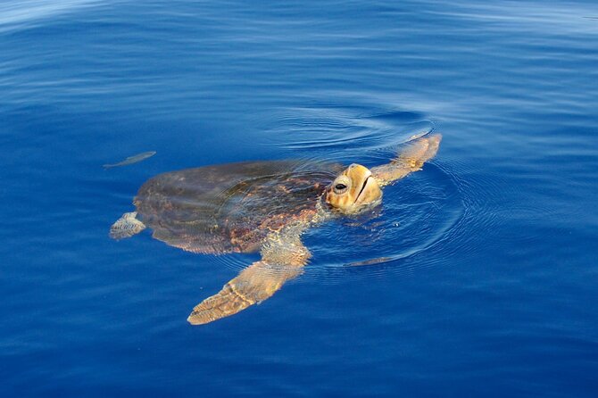 Whale watching and snorkelling in the whale sanctuary - Key Highlights You’ll Care About