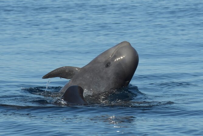Whale watching and snorkelling in the whale sanctuary - Small-Group Boat Safari From Playa San Juan