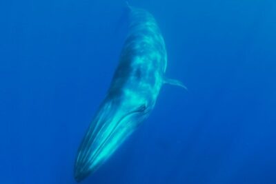 Whale watching and snorkelling in the whale sanctuary - How The Whale Sanctuary Route Works Near La Gomera