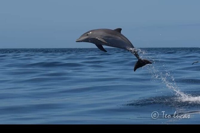 Whale watching and snorkelling in the whale sanctuary - Weather Matters More Than You Think