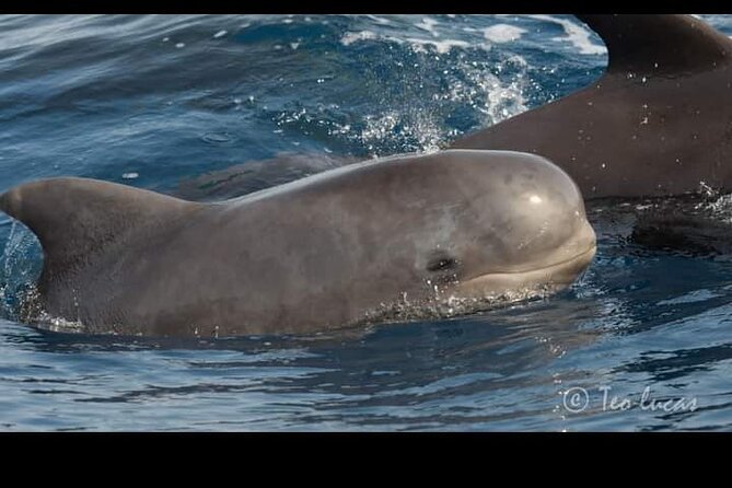 Whale watching and snorkelling in the whale sanctuary - Who Should Book This Whale Sanctuary Trip?