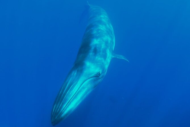 Whale watching and snorkelling in the whale sanctuary - How The Whale Sanctuary Route Works Near La Gomera