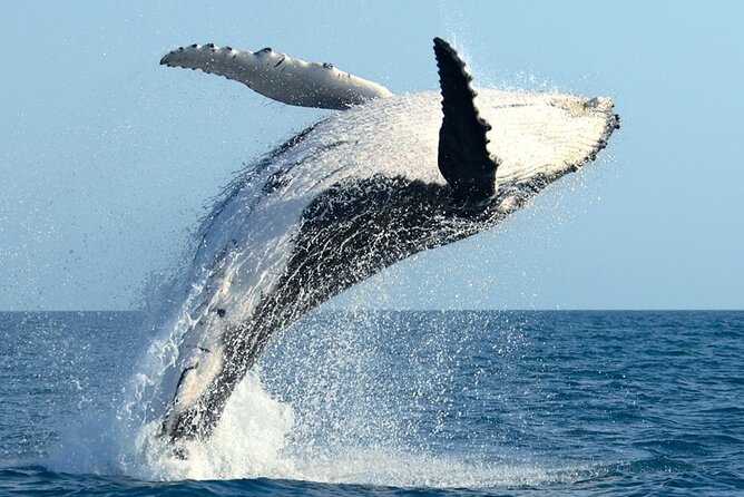 Whale Watching and Sunrise Breakfast Cruise in Honolulu - Waikiki at First Light: What Makes This Cruise Work