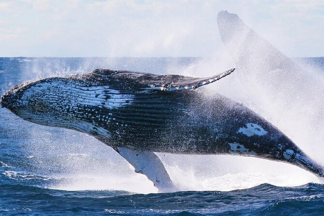 Whale Watching and Sunrise Breakfast Cruise in Honolulu - Getting a Good Seat: Upper Deck, Outside Views, and Comfort