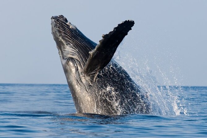 Whale Watching and Sunrise Breakfast Cruise in Honolulu - Weather, Cancellations, and the One Issue You Should Not Ignore