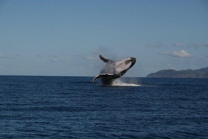 Whale Watching and Wildlife Cruise Townsville and Magnetic Island - Key highlights to plan around