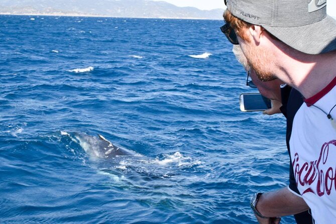 Whale Watching and Wildlife Cruise Townsville and Magnetic Island - Magnetic Island from the water: wildlife spotting with island context