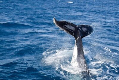 Whale Watching and Wildlife Cruise Townsville and Magnetic Island - Humpback whale spotting on a 4-hour cruise: patience pays