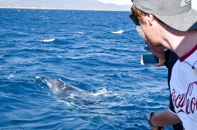 Whale Watching and Wildlife Cruise Townsville and Magnetic Island - Route style: what you’re really buying with this Townsville loop