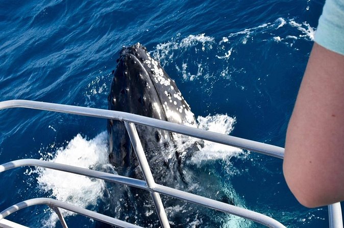 Whale Watching and Wildlife Cruise Townsville and Magnetic Island - Price and value: is $121.93 a good deal?