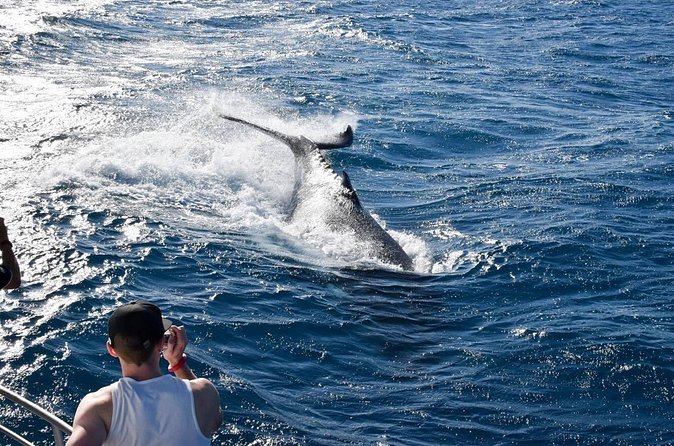 Whale Watching and Wildlife Cruise Townsville and Magnetic Island - Who should book this cruise, and who might want to adjust plans