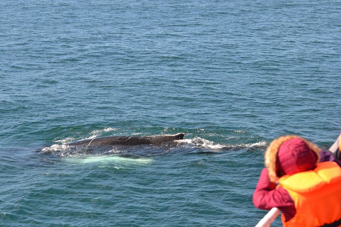 Whale Watching & ATV Adventure from Reykjavik - Key highlights you’ll feel all day