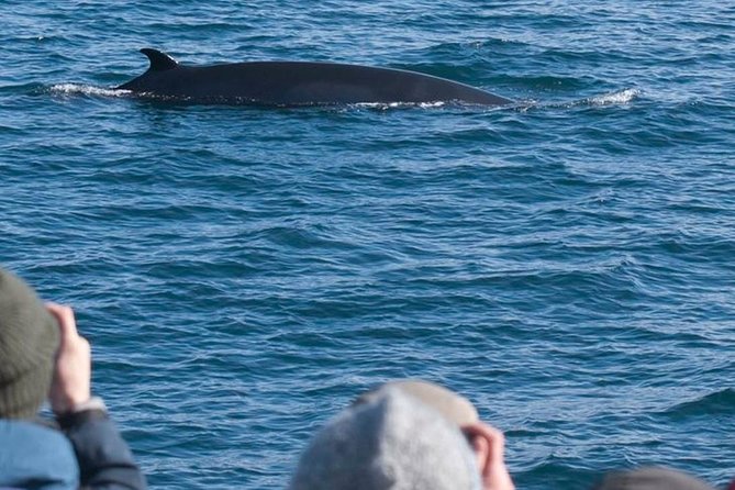 Whale Watching & ATV Adventure from Reykjavik - Faxaflói Bay on a 3-hour cruise: what you’re really looking for
