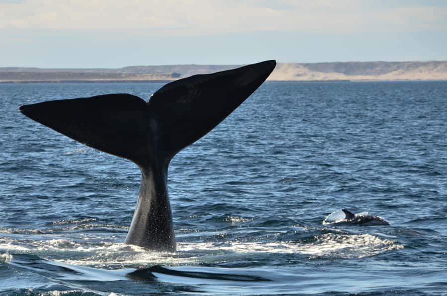 Whale Watching Boat - Key things worth knowing before you go