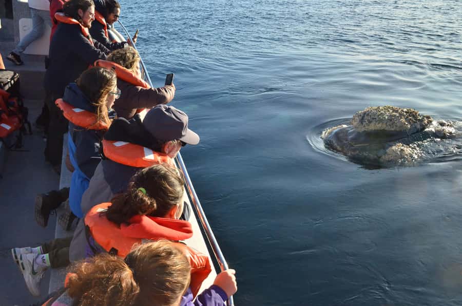 Whale Watching Boat - Southern Right Whales From Puerto Pirámides (June–December)