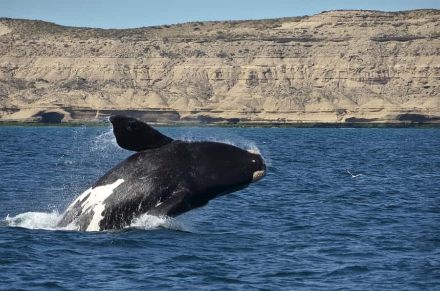 Whale Watching Boat - What 90 minutes on the water is really like