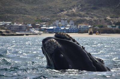Whale Watching Boat - The boat setup: 50–70 passengers and a guide on board