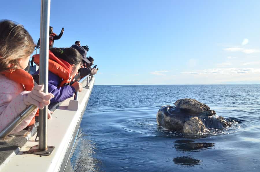 Whale Watching Boat - Getting there: transport to Puerto Pirámides is on you