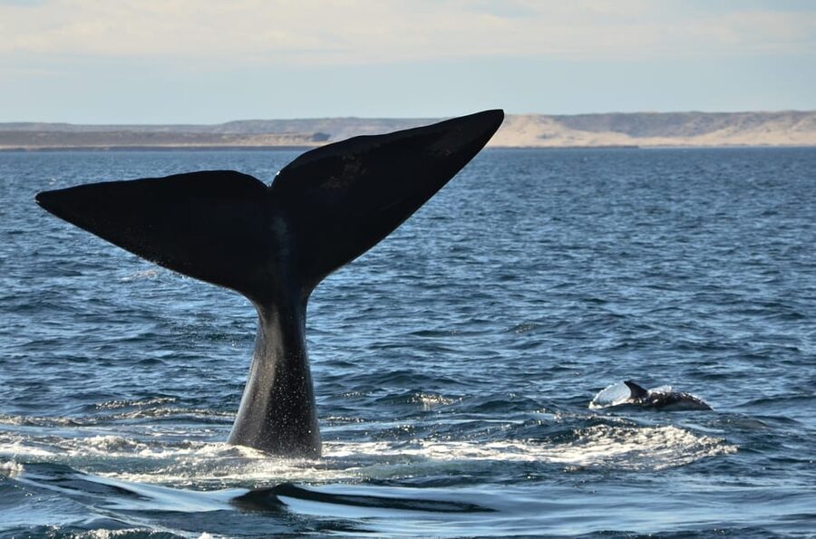 Whale Watching Boat - Tips to make your day smoother (based on what can happen)