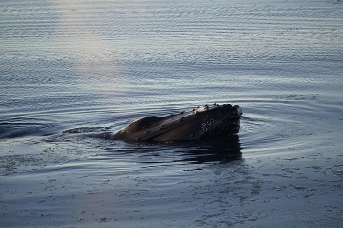 Whale-Watching Boat Tour with Expert Guide from Reykjavik - Wildlife You Should Actually Expect in FaxaflĂłi Bay
