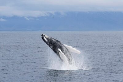 Whale-Watching Boat Tour with Expert Guide from Reykjavik - Picking the Right Cruise Length: 2.5-Hour Express or 3.5-Hour Classic