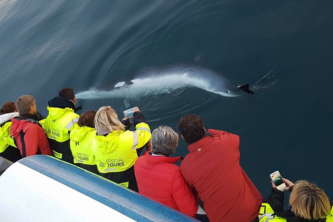 Whale-Watching Boat Tour with Expert Guide from Reykjavik - Wi‑Fi and Onboard Photos: One Small Detail That Makes a Big Difference