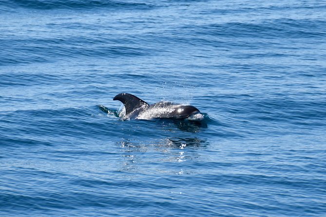 Whale-Watching Boat Tour with Expert Guide from Reykjavik - Weather Is the Real Boss Here (So Plan for It)