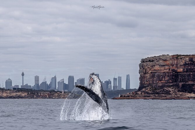 Whale Watching Boat Trip in Sydney - Key highlights worth planning around