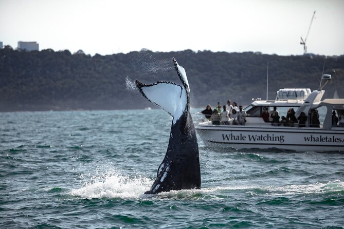 Whale Watching Boat Trip in Sydney - The Whale Sighting Guarantee: why this matters for your risk level
