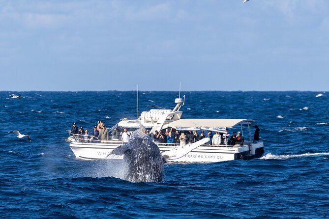 Whale Watching Boat Trip in Sydney - Photos without the stress: the on-board photographer touch