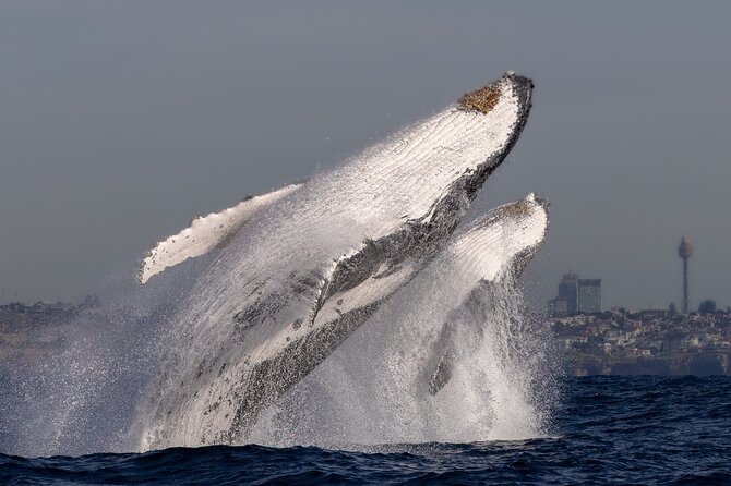 Whale Watching Boat Trip in Sydney - What it feels like on board: small group energy, big-guide energy