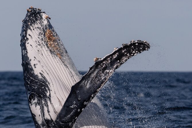Whale Watching Boat Trip in Sydney - Motion sickness and getting wet: plan like a realist