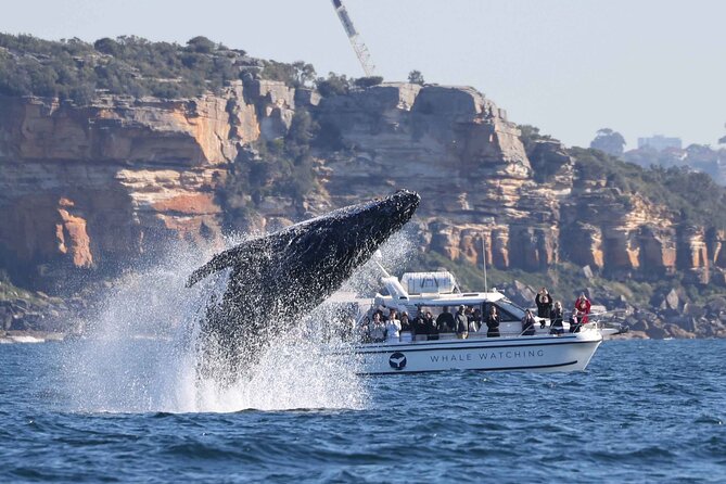 Whale Watching Boat Trip in Sydney - Harbour Bridge and the Opera House: the city views you shouldn’t skip