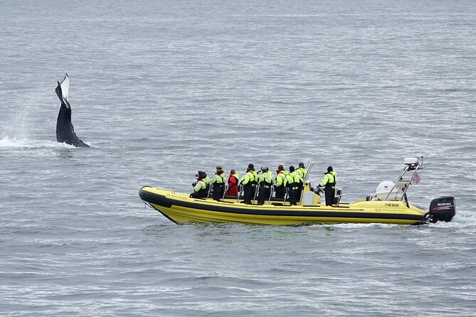 Whale Watching by RIB Speedboat from Downtown Reykjavik - Why this RIB whale watch works so well from downtown Reykjavik