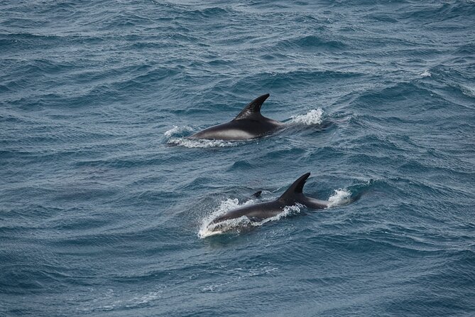 Whale Watching by RIB Speedboat from Downtown Reykjavik - Price and value: is $145 worth it?