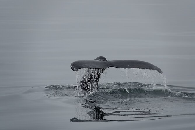 Whale Watching by RIB Speedboat from Downtown Reykjavik - Weather, cancellations, and how to plan the rest of your day