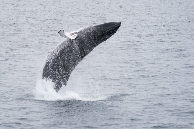 Whale Watching by RIB Speedboat from Downtown Reykjavik - Who should book this RIB whale watch from Reykjavík?