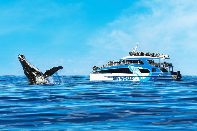 Whale Watching by Sea World Cruises - Whale watching from Main Beach: the easy Gold Coast start
